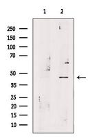 LIM1 Antibody in Western Blot (WB)