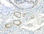 EDG2 Antibody in Immunohistochemistry (Paraffin) (IHC (P))