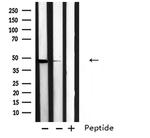 EDG2 Antibody in Western Blot (WB)