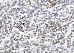 Opsin 3 Antibody in Immunohistochemistry (Paraffin) (IHC (P))