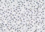 Opsin 3 Antibody in Immunohistochemistry (Paraffin) (IHC (P))