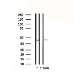 Opsin 3 Antibody in Western Blot (WB)