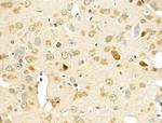 GPR37L1 Antibody in Immunohistochemistry (Paraffin) (IHC (P))