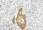 GPR133 Antibody in Immunohistochemistry (Paraffin) (IHC (P))