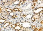 GPR133 Antibody in Immunohistochemistry (Paraffin) (IHC (P))