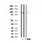 GPR133 Antibody in Western Blot (WB)