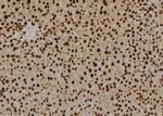 GPR180 Antibody in Immunohistochemistry (Paraffin) (IHC (P))