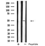 GPR180 Antibody in Western Blot (WB)