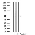 HRH3 Antibody in Western Blot (WB)