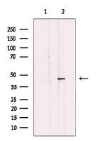 MLNR Antibody in Western Blot (WB)