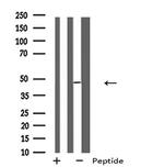 MLNR Antibody in Western Blot (WB)