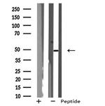 NPY1R Antibody in Western Blot (WB)