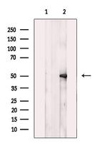 P2Y11 Antibody in Western Blot (WB)