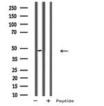 P2Y11 Antibody in Western Blot (WB)