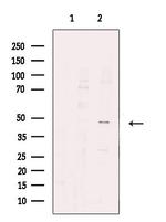 AVPR1B Antibody in Western Blot (WB)