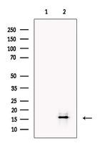 IL-17A Antibody in Western Blot (WB)