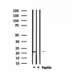 RAP1A Antibody in Western Blot (WB)