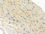 Endothelin 3 Antibody in Immunohistochemistry (Paraffin) (IHC (P))