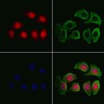 MTAP Antibody in Immunocytochemistry (ICC/IF)