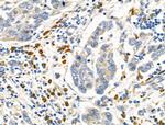 MTAP Antibody in Immunohistochemistry (Paraffin) (IHC (P))