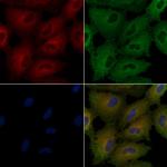 RNase12 Antibody in Immunocytochemistry (ICC/IF)