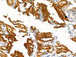 RNase12 Antibody in Immunohistochemistry (Paraffin) (IHC (P))