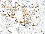 RNase12 Antibody in Immunohistochemistry (Paraffin) (IHC (P))