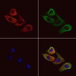 RNase12 Antibody in Immunocytochemistry (ICC/IF)