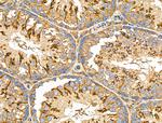 KCNE1 Antibody in Immunohistochemistry (Paraffin) (IHC (P))