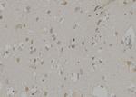 NCF2 Antibody in Immunohistochemistry (Paraffin) (IHC (P))