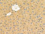 NCF2 Antibody in Immunohistochemistry (Paraffin) (IHC (P))