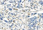 Protein S Antibody in Immunohistochemistry (Paraffin) (IHC (P))