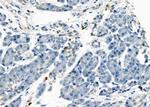 Protein S Antibody in Immunohistochemistry (Paraffin) (IHC (P))