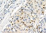 Protein S Antibody in Immunohistochemistry (Paraffin) (IHC (P))