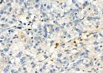 Protein S Antibody in Immunohistochemistry (Paraffin) (IHC (P))