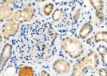 Protein S Antibody in Immunohistochemistry (Paraffin) (IHC (P))