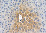 Protein S Antibody in Immunohistochemistry (Paraffin) (IHC (P))