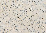 MPZ Antibody in Immunohistochemistry (Paraffin) (IHC (P))