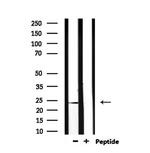 PGF Antibody in Western Blot (WB)