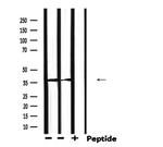 AKR1C3 Antibody in Western Blot (WB)