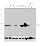 AKR1C3 Antibody in Western Blot (WB)