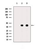 AKR1C3 Antibody in Western Blot (WB)