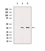 AKR1C3 Antibody in Western Blot (WB)