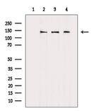 Dynactin 1 Antibody in Western Blot (WB)