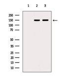 Dynactin 1 Antibody in Western Blot (WB)