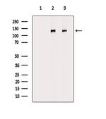 Dynactin 1 Antibody in Western Blot (WB)