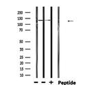 Dynactin 1 Antibody in Western Blot (WB)