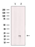 ATF3 Antibody in Western Blot (WB)