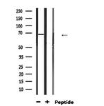 HSP701L Antibody in Western Blot (WB)