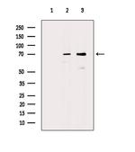 HSP701L Antibody in Western Blot (WB)